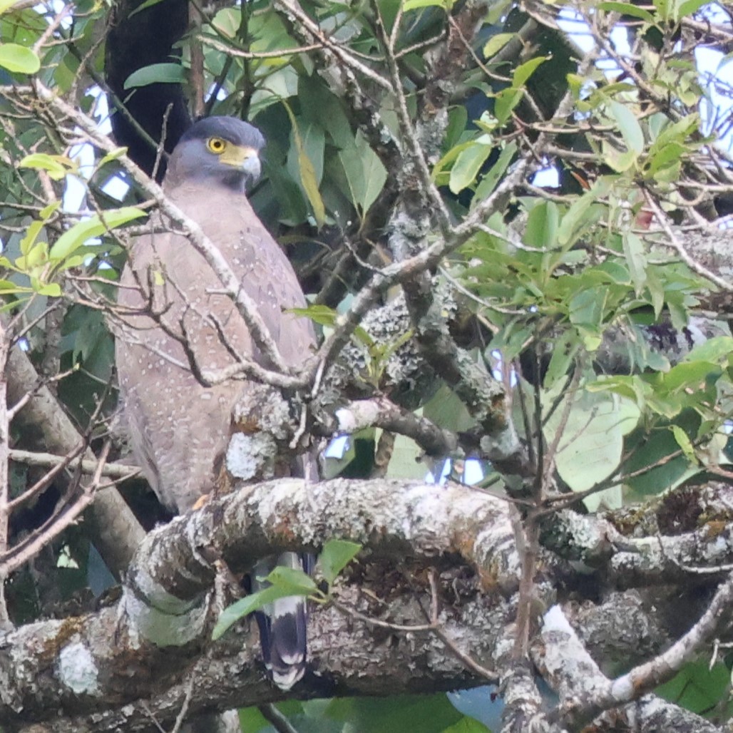 Crested Serpent-Eagle - radha krishna