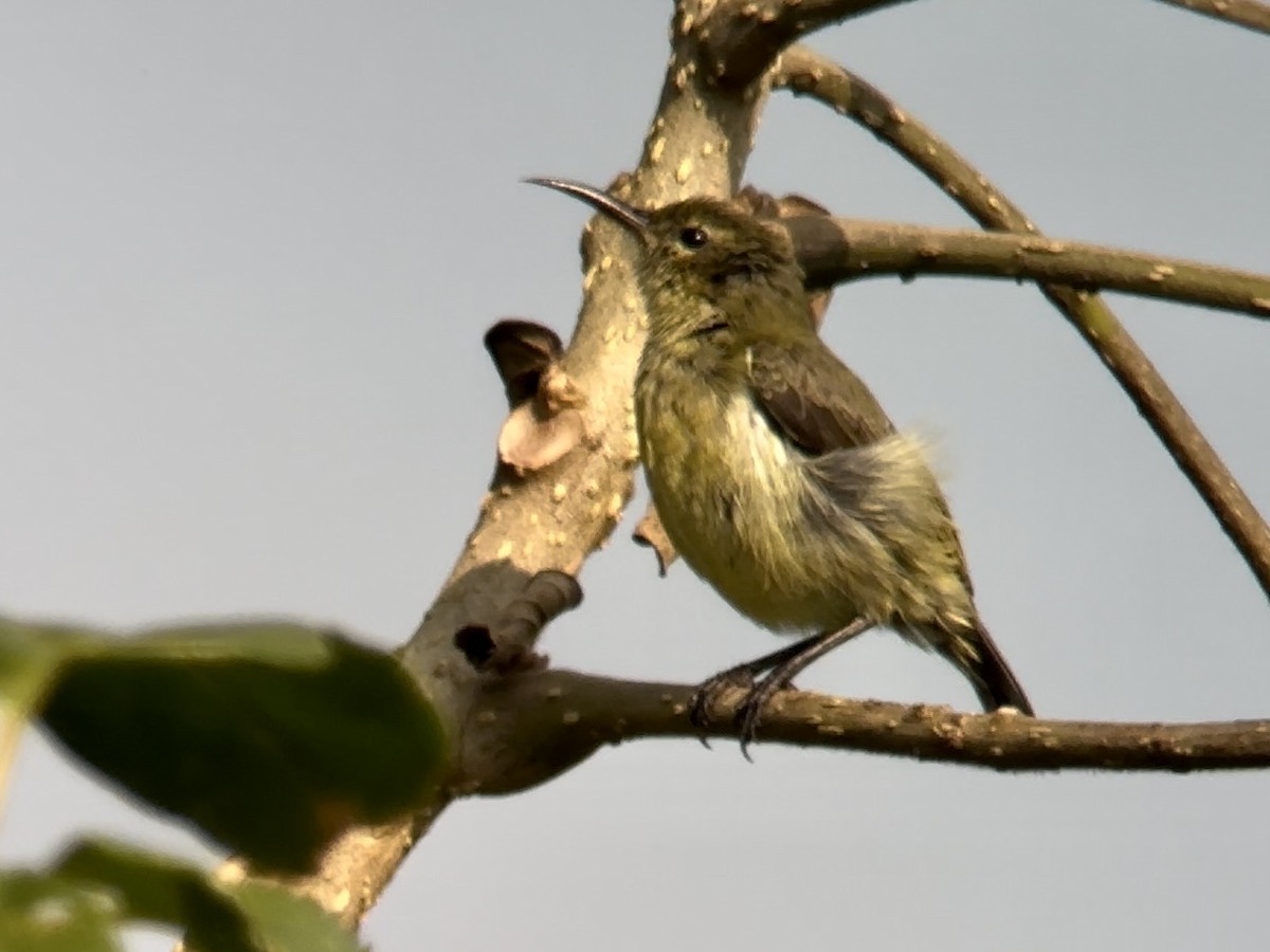 Little Green Sunbird - Jeff Bouton