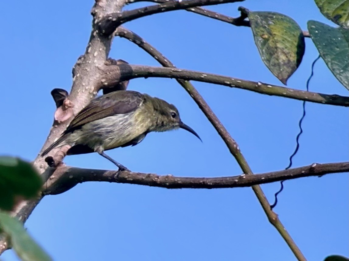 Little Green Sunbird - Jeff Bouton