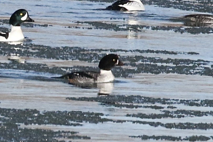 Barrow's Goldeneye - ML613045135