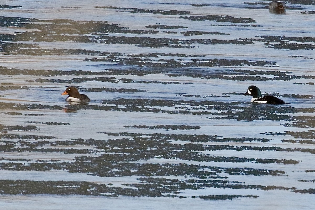 Barrow's Goldeneye - ML613045136