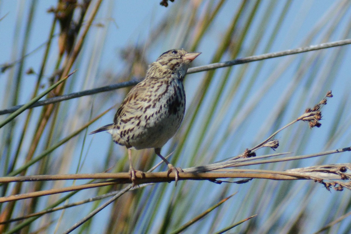 Savannah Sparrow - ML613045146