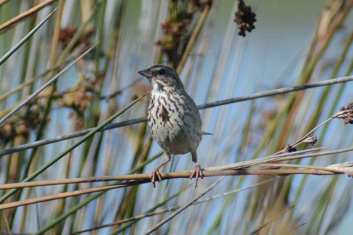 Savannah Sparrow - ML613045147