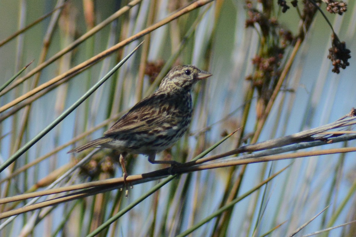 Savannah Sparrow - ML613045149