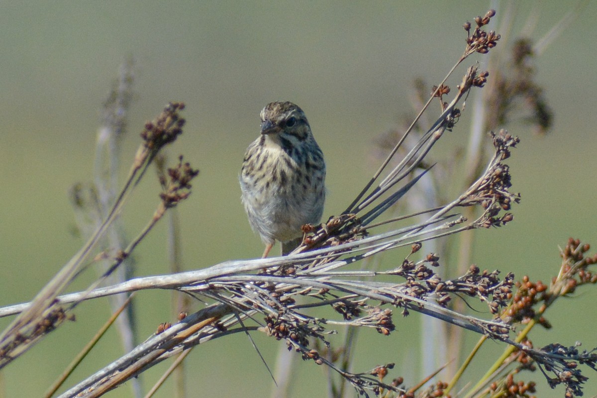 Savannah Sparrow - ML613045150