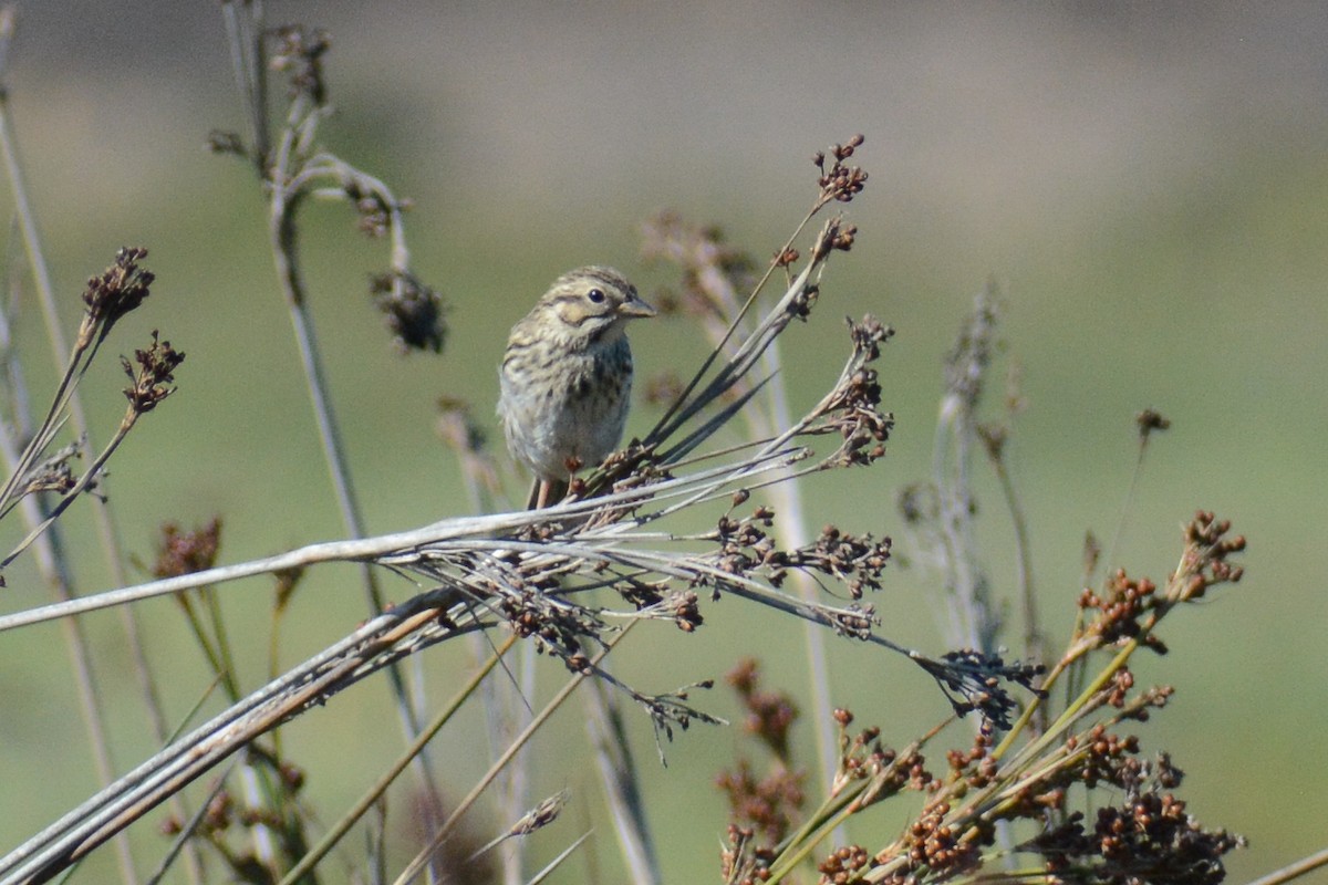 Savannah Sparrow - ML613045151