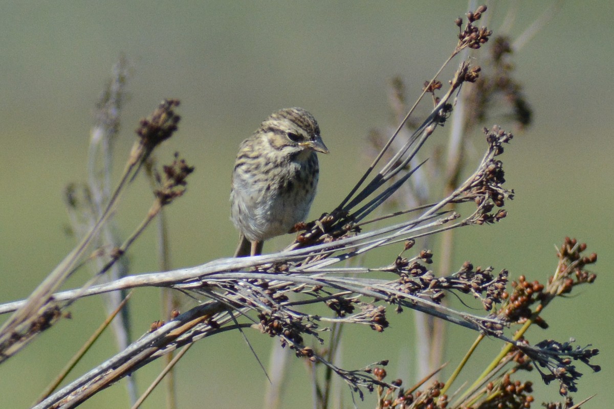 Savannah Sparrow - ML613045152