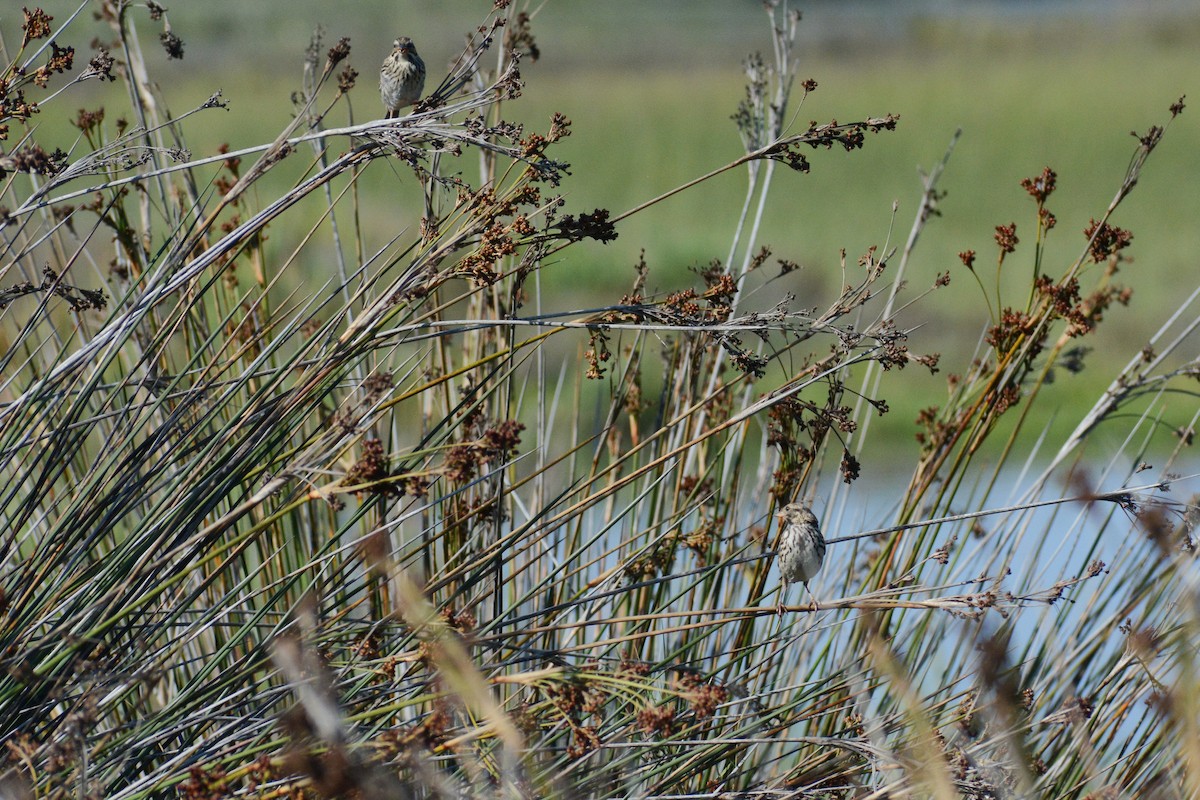 Savannah Sparrow - ML613045153