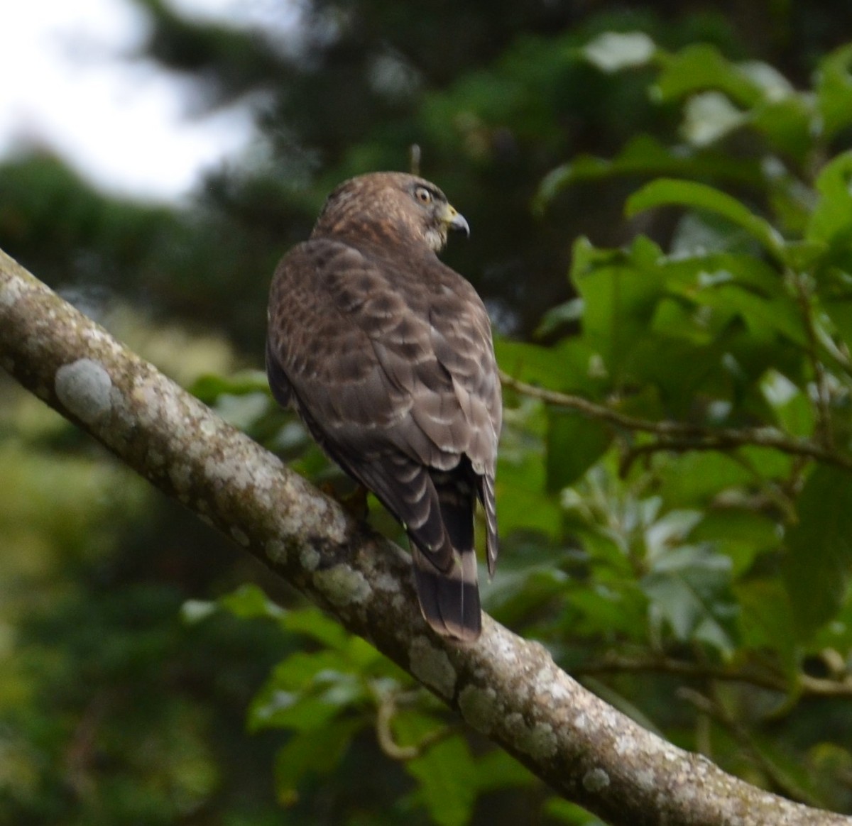 Broad-winged Hawk - ML613045164