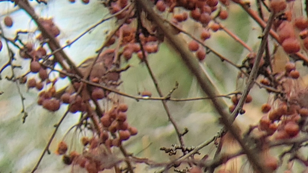 Purple Finch (Western) - ML613045192