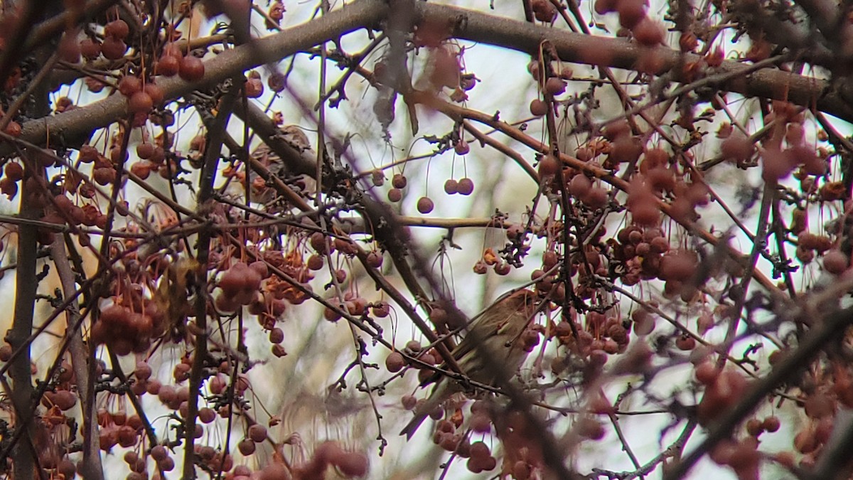 Purple Finch (Western) - ML613045193