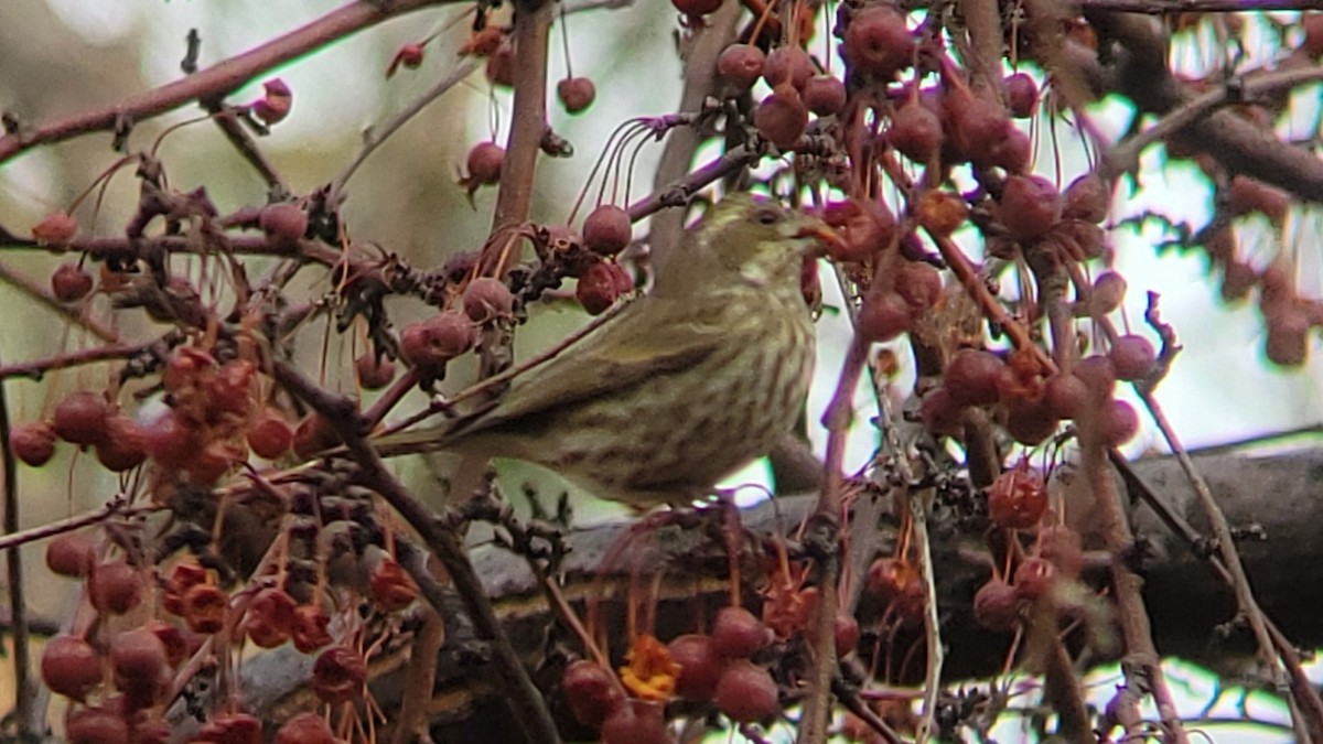 Purple Finch (Western) - ML613045194