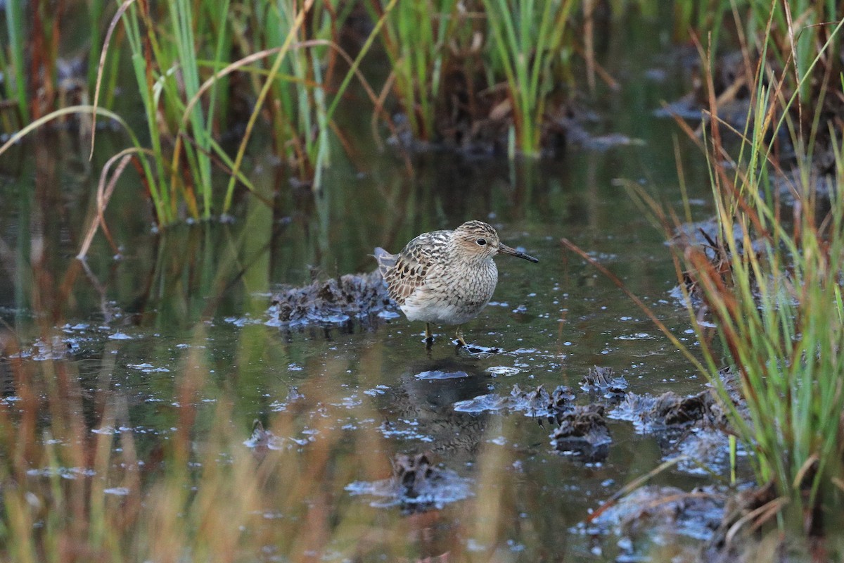 Pectoral Sandpiper - Vincent Van Den Nouland