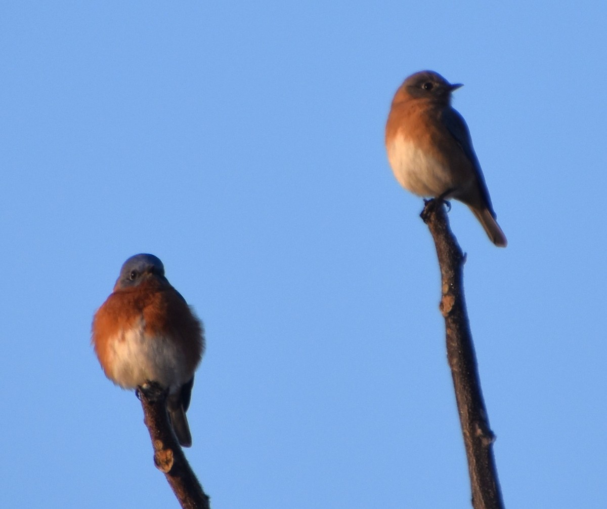 Eastern Bluebird - ML613045212