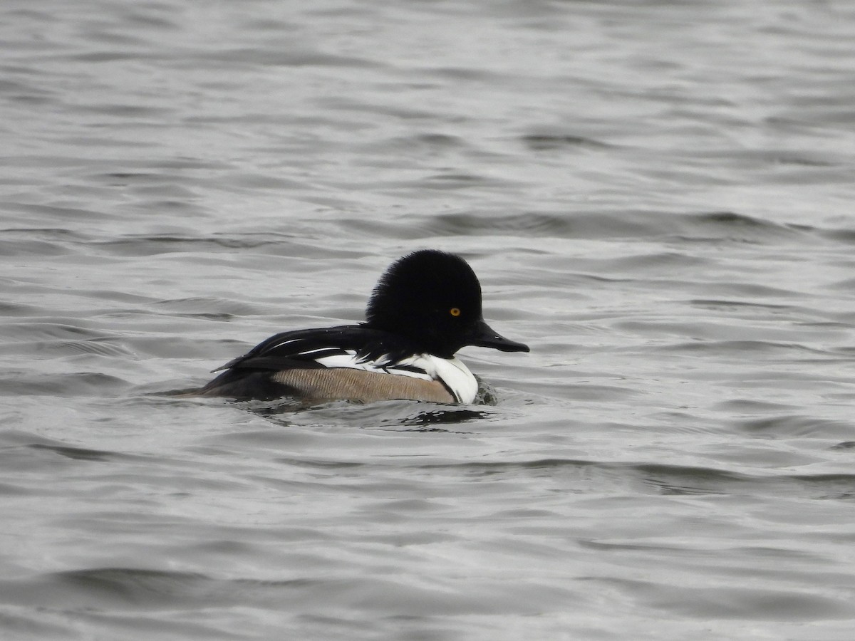 Common Goldeneye x Hooded Merganser (hybrid) - ML613045238