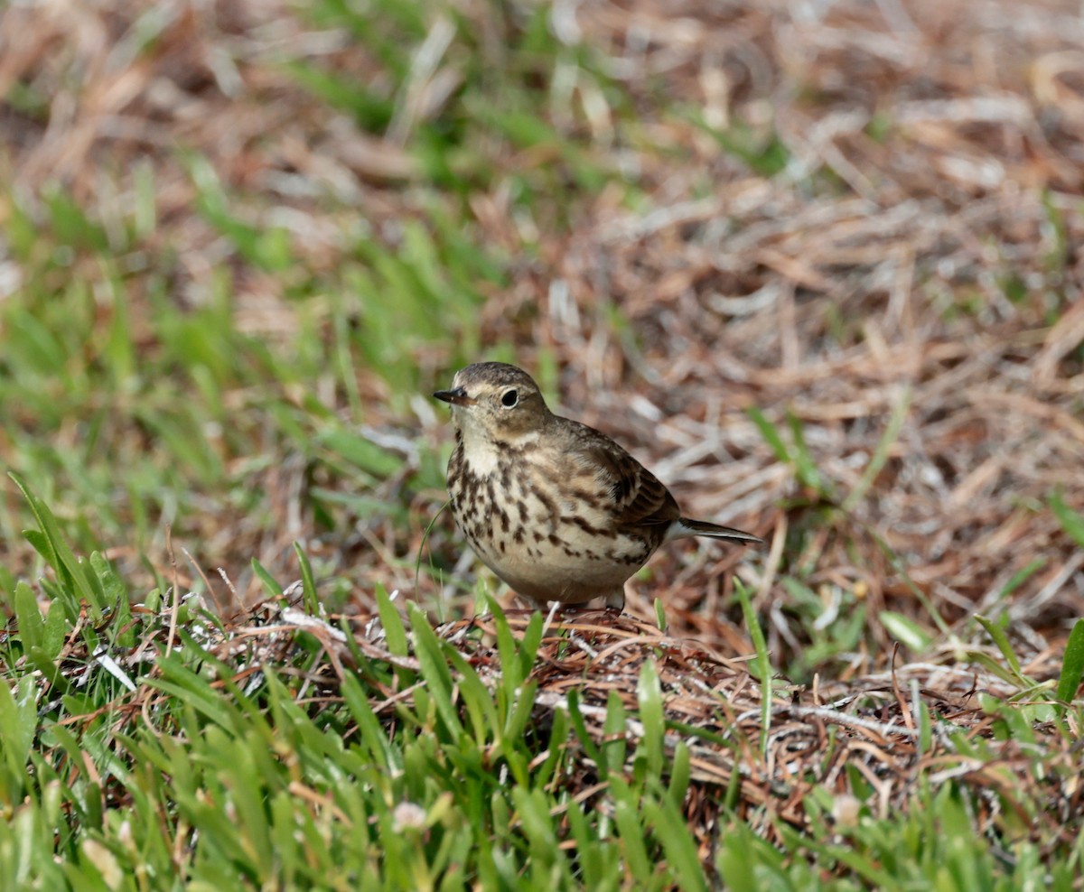 American Pipit - Harold Brewer