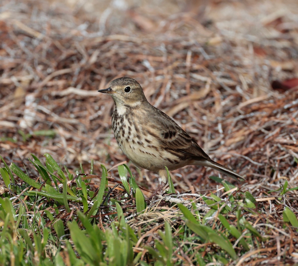 American Pipit - ML613045266