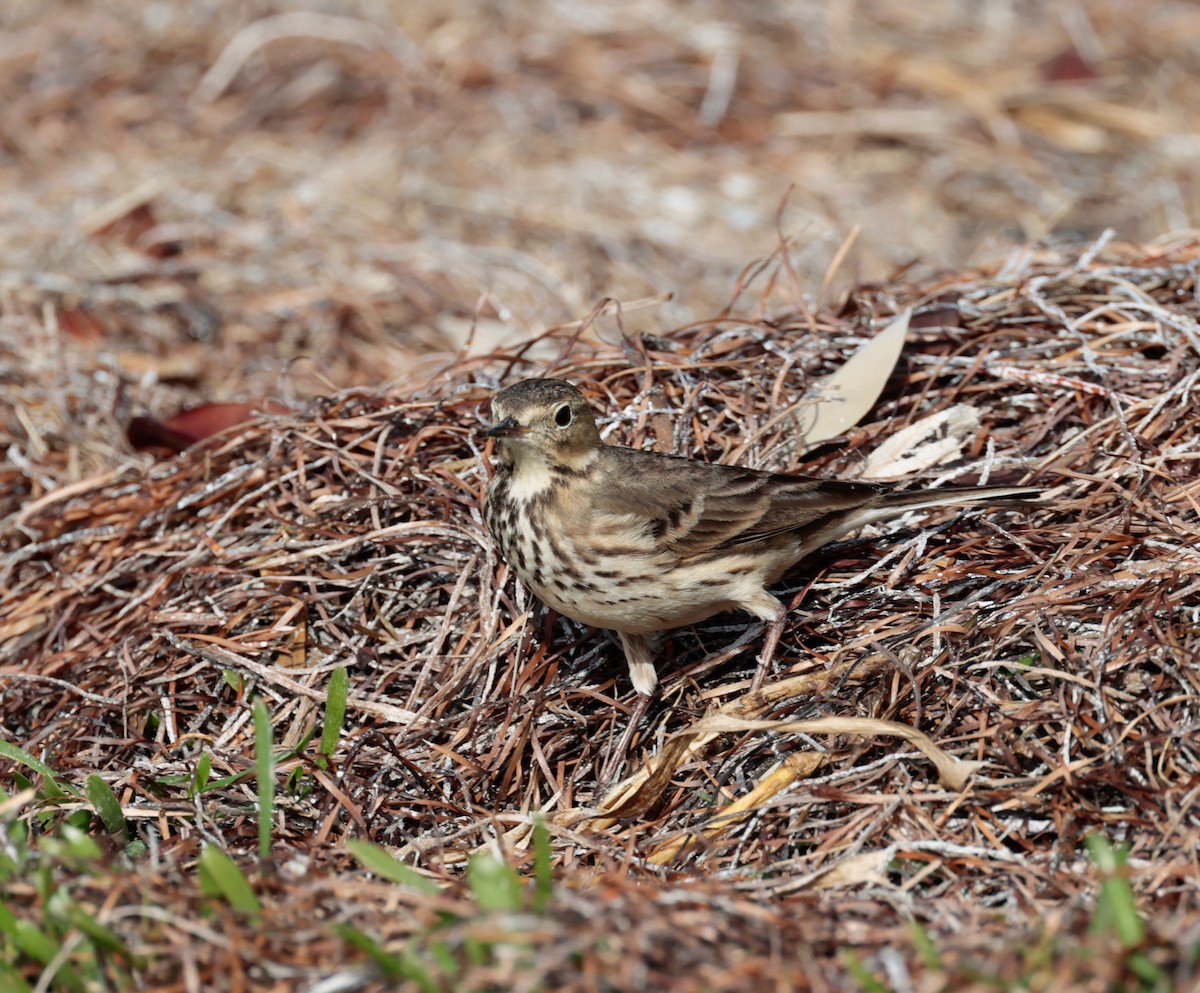 American Pipit - Harold Brewer