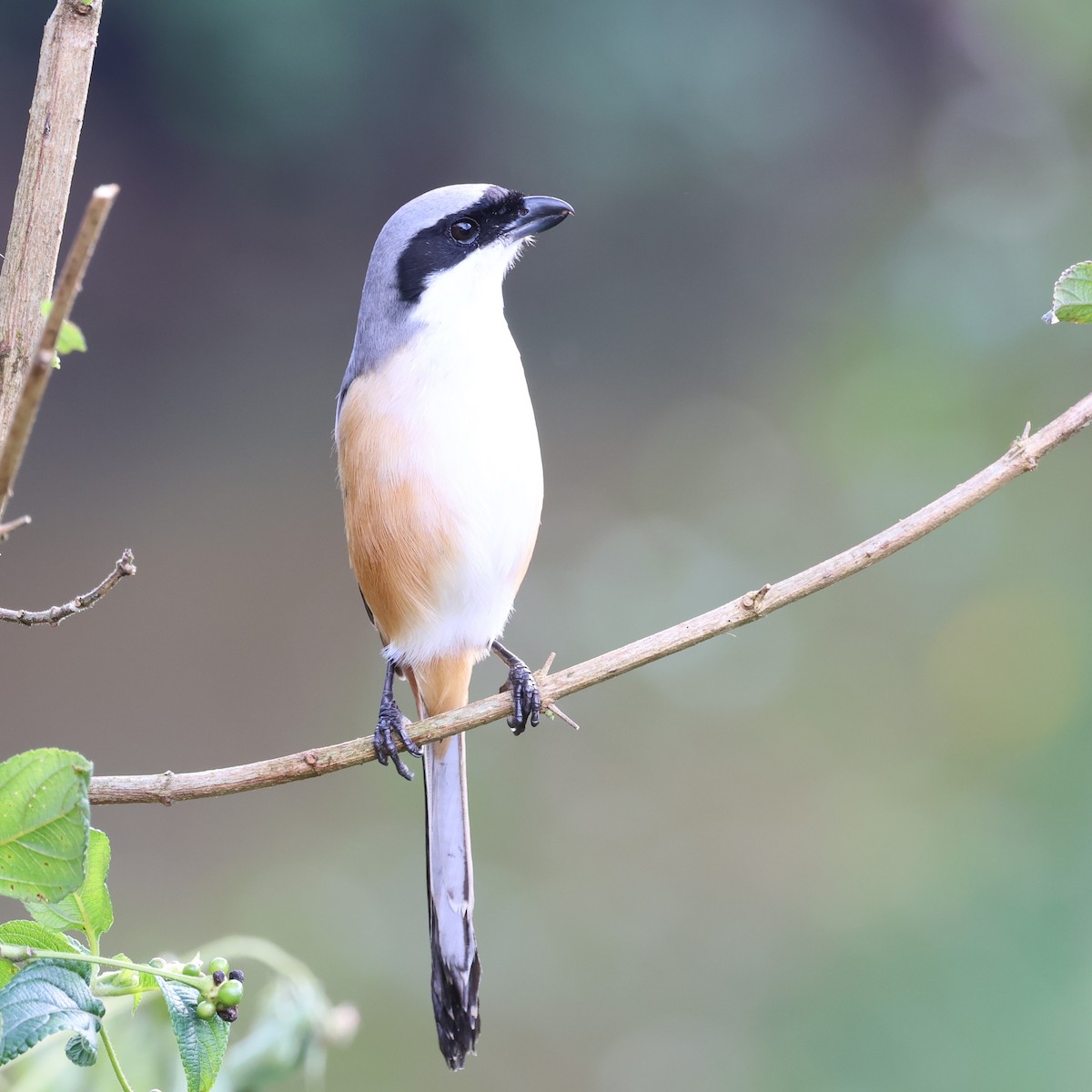 Long-tailed Shrike - radha krishna