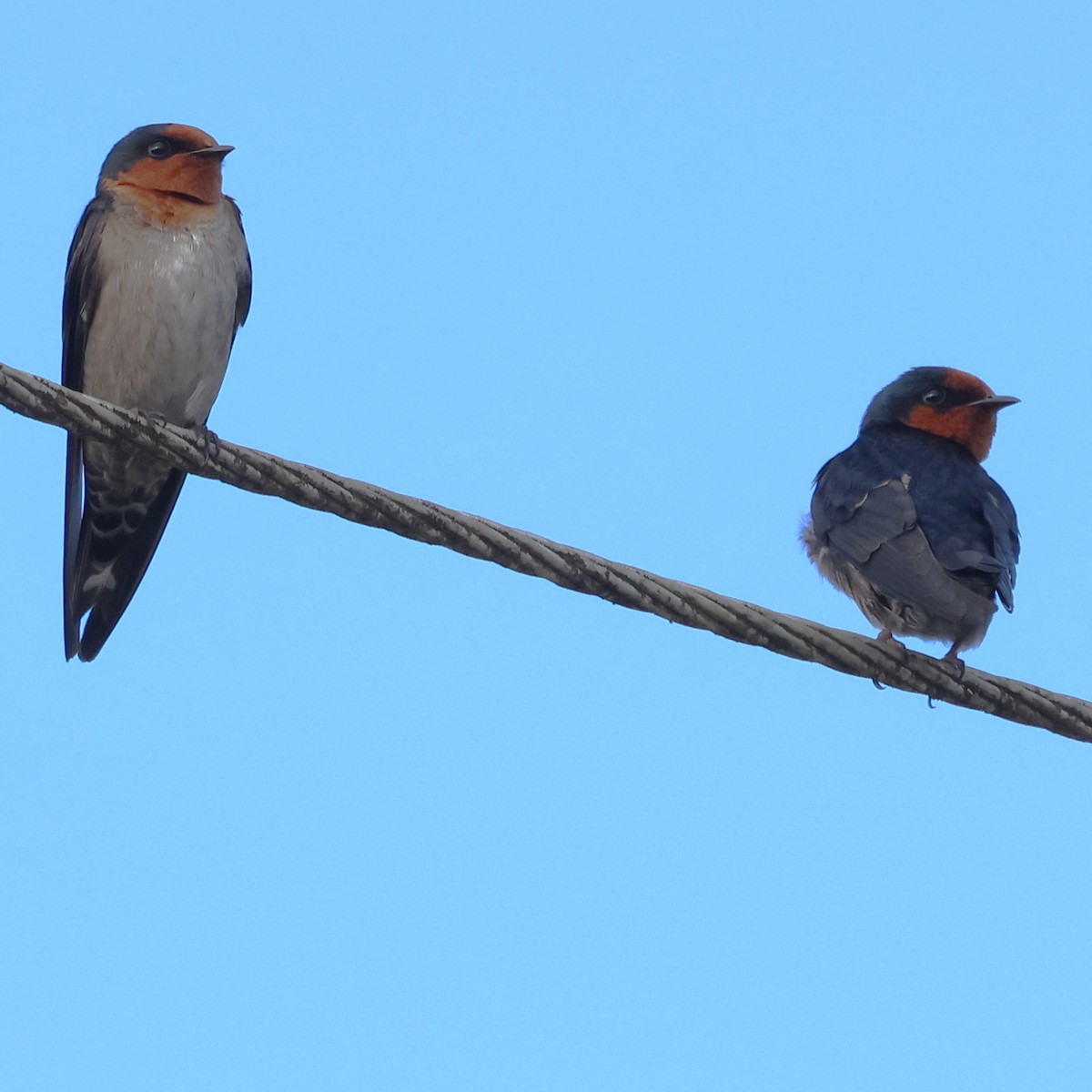 Hill Swallow - ML613045286