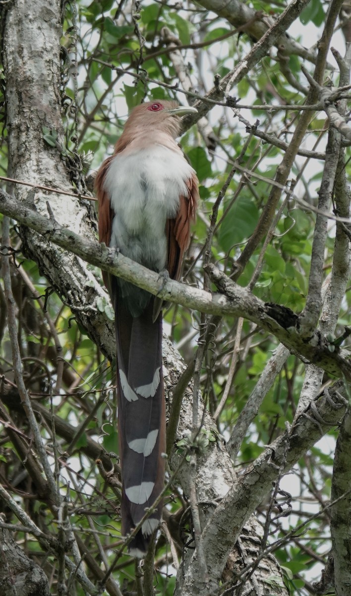 Squirrel Cuckoo - ML613045376