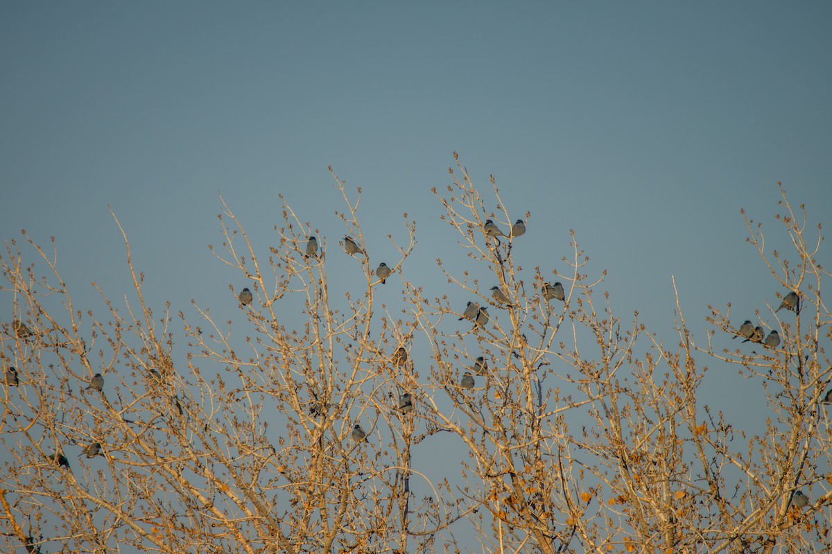 Pinyon Jay - ML613045379