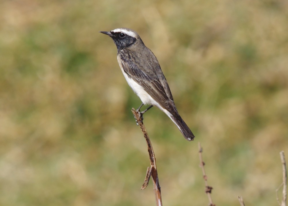 Pied Wheatear - ML613045391