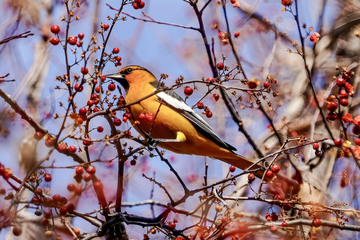 Bullock's Oriole - ML613045399