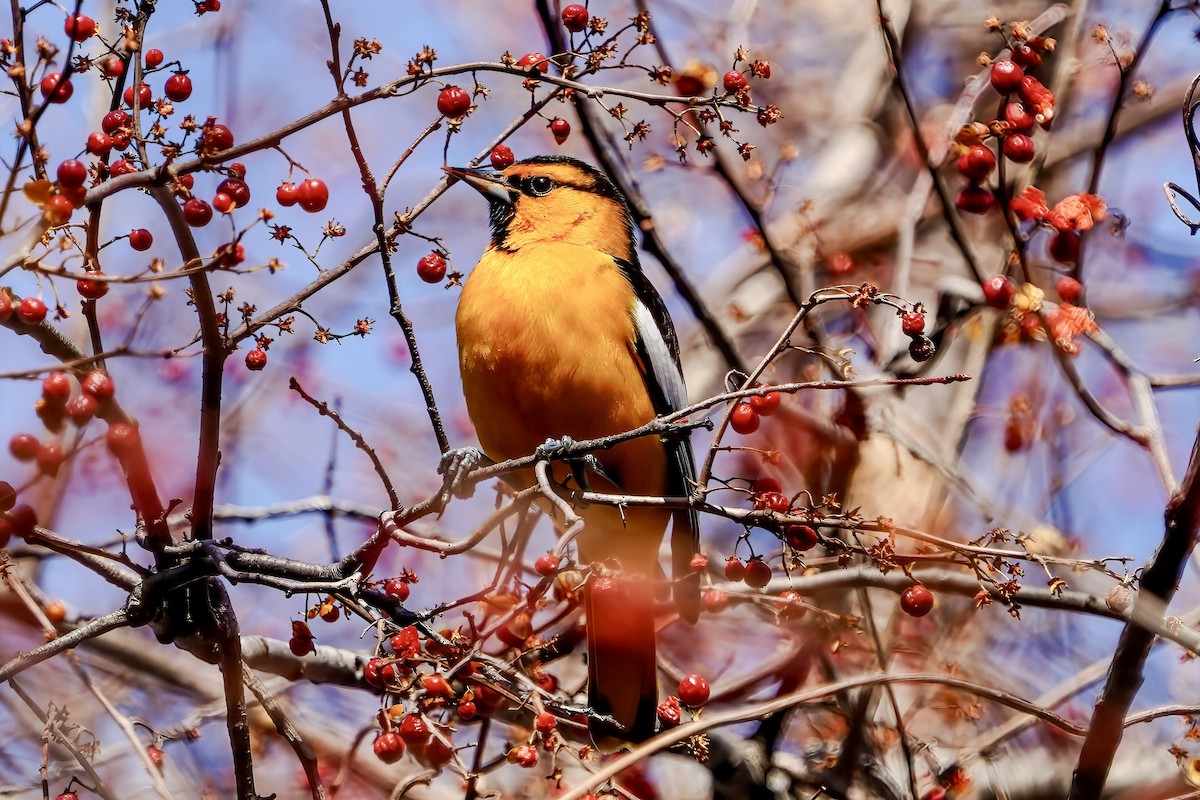 Bullock's Oriole - ML613045400