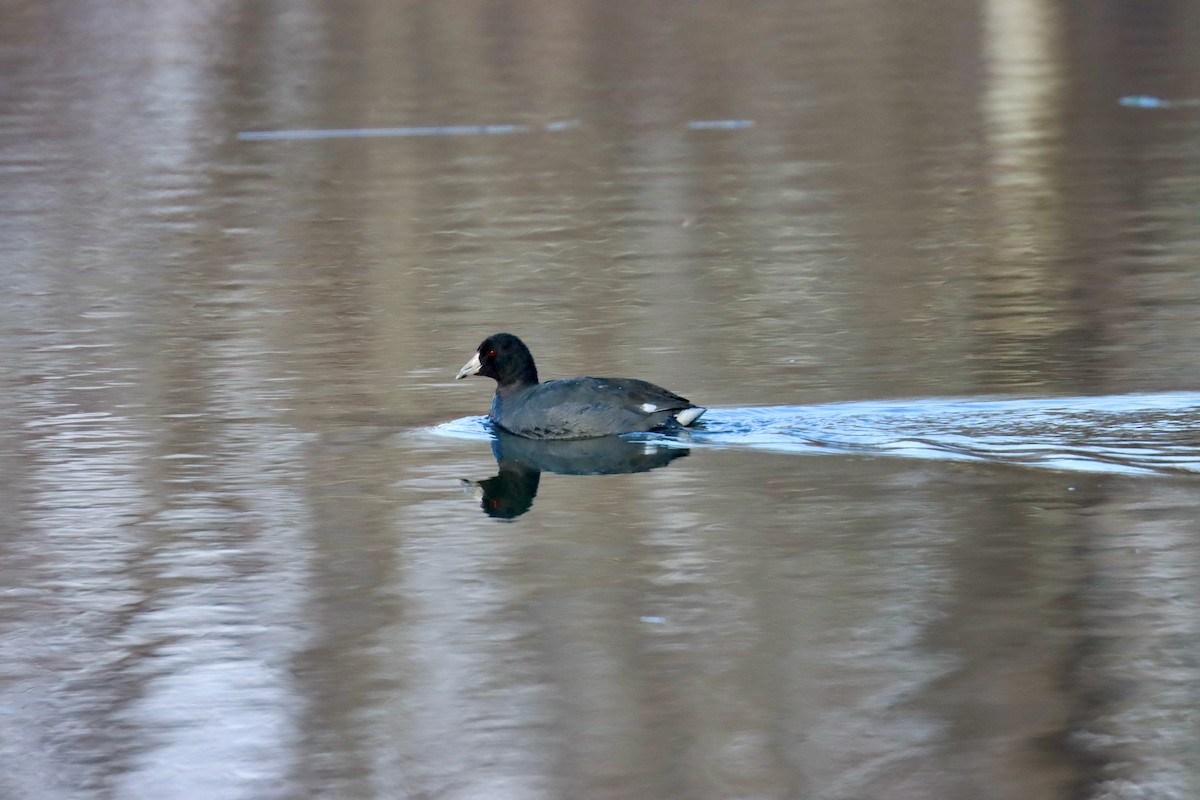 American Coot - ML613045403