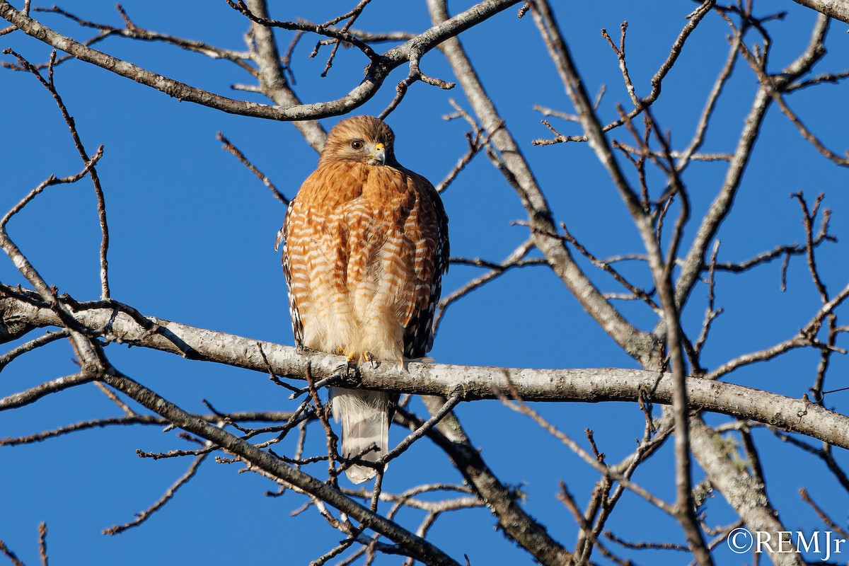 Red-shouldered Hawk - ML613045404
