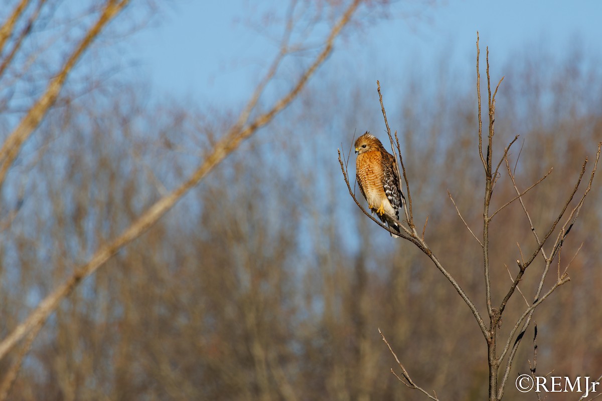 Red-shouldered Hawk - ML613045405