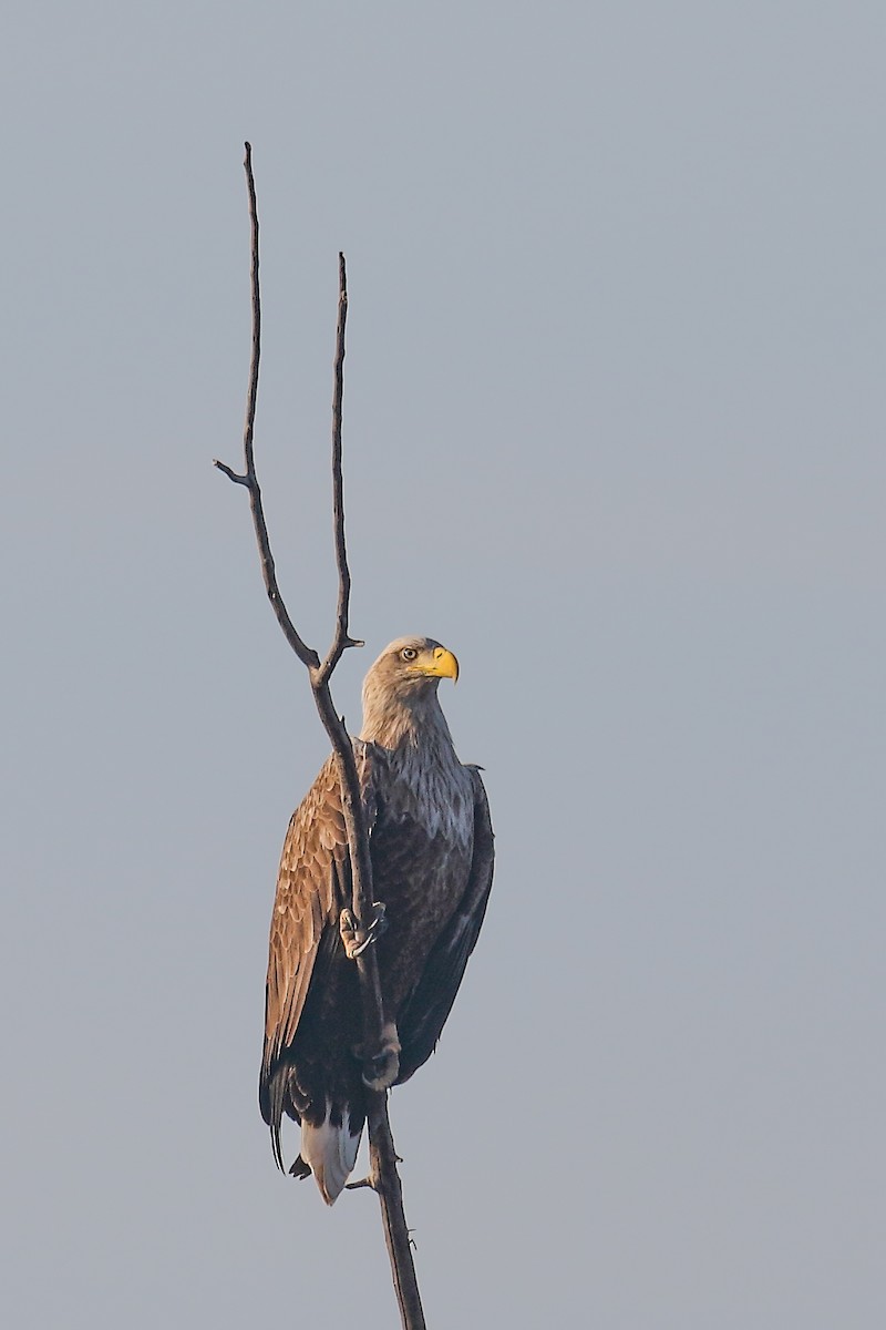 White-tailed Eagle - ML613045407