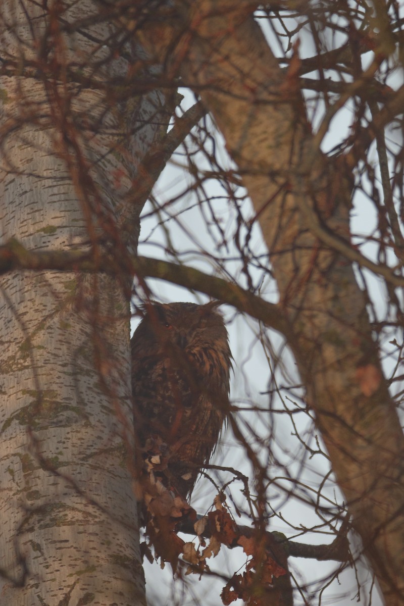 Eurasian Eagle-Owl - ML613045409