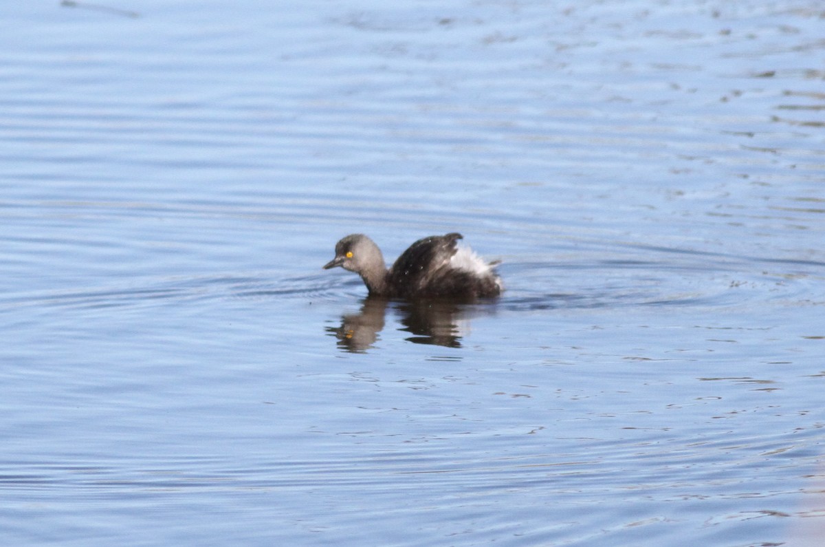 Least Grebe - ML613045429