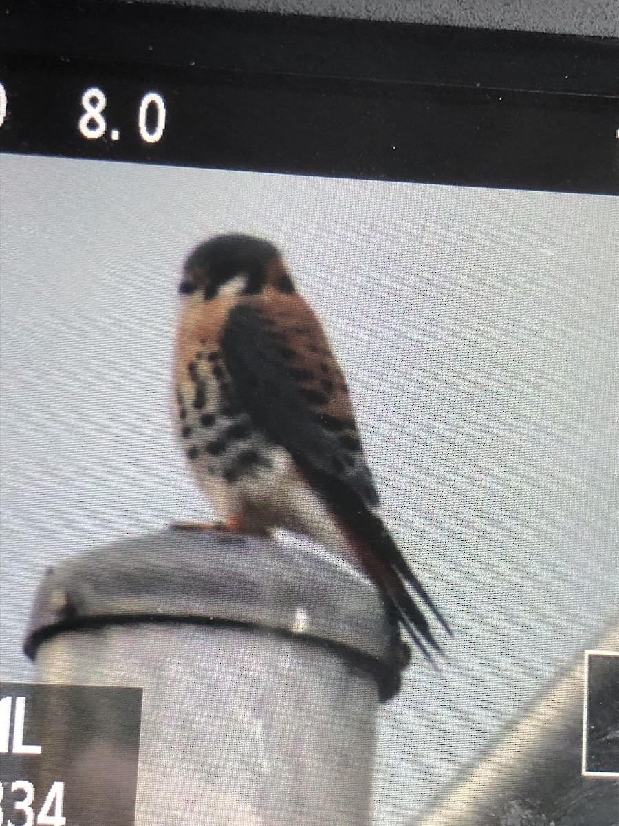 American Kestrel - ML613045515