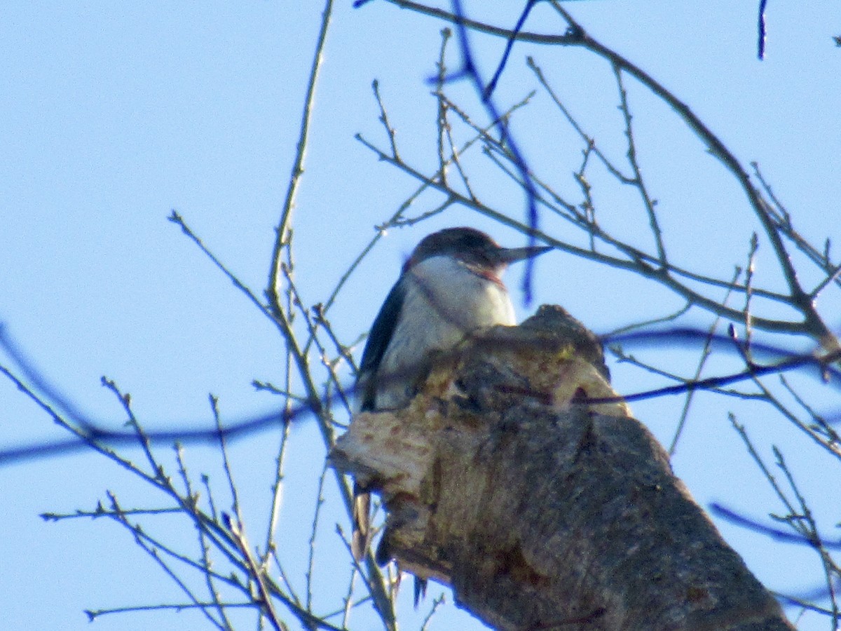 Red-headed Woodpecker - ML613045516