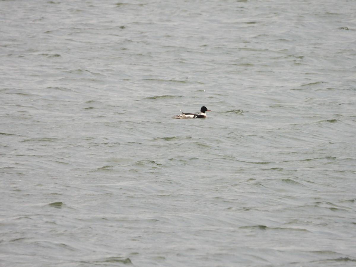 Red-breasted Merganser - ML613045625