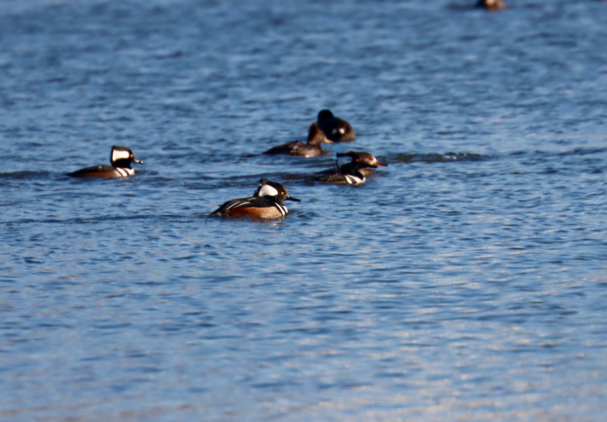 Hooded Merganser - Jack Hagan