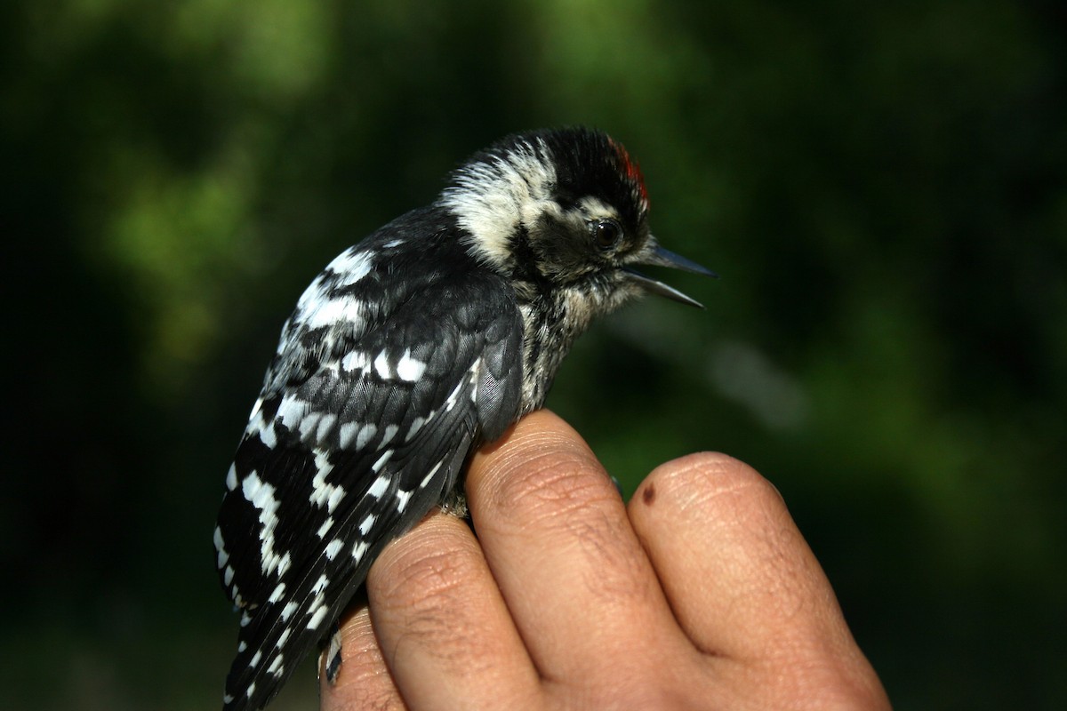 Lesser Spotted Woodpecker - ML613045630