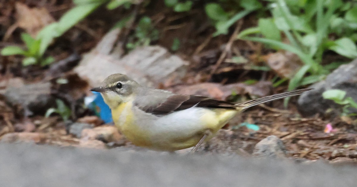 Gray Wagtail - radha krishna