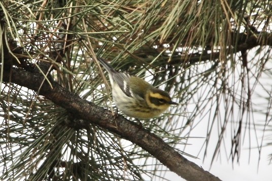 Townsend's Warbler - ML613045728