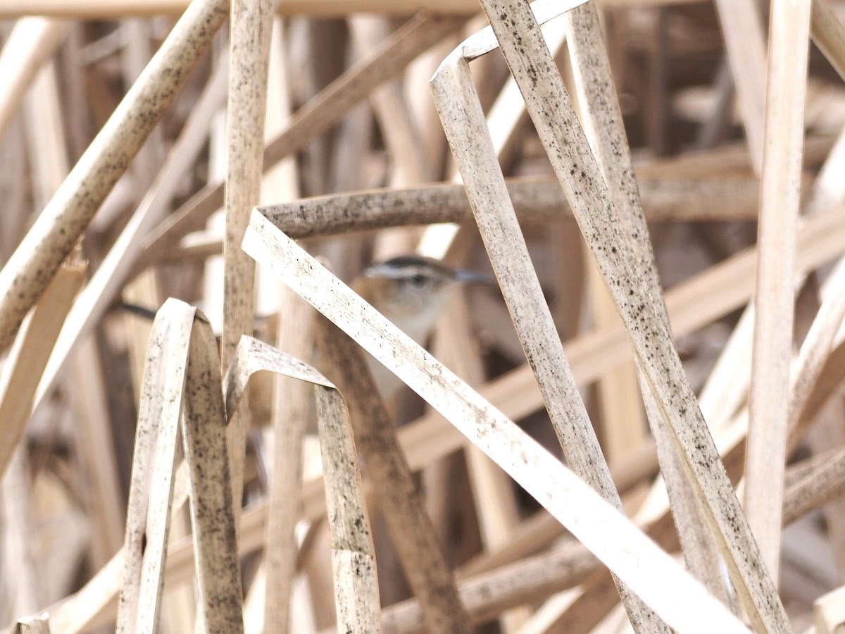 Marsh Wren - ML613045778