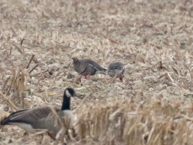 Greater White-fronted Goose - ML613045829