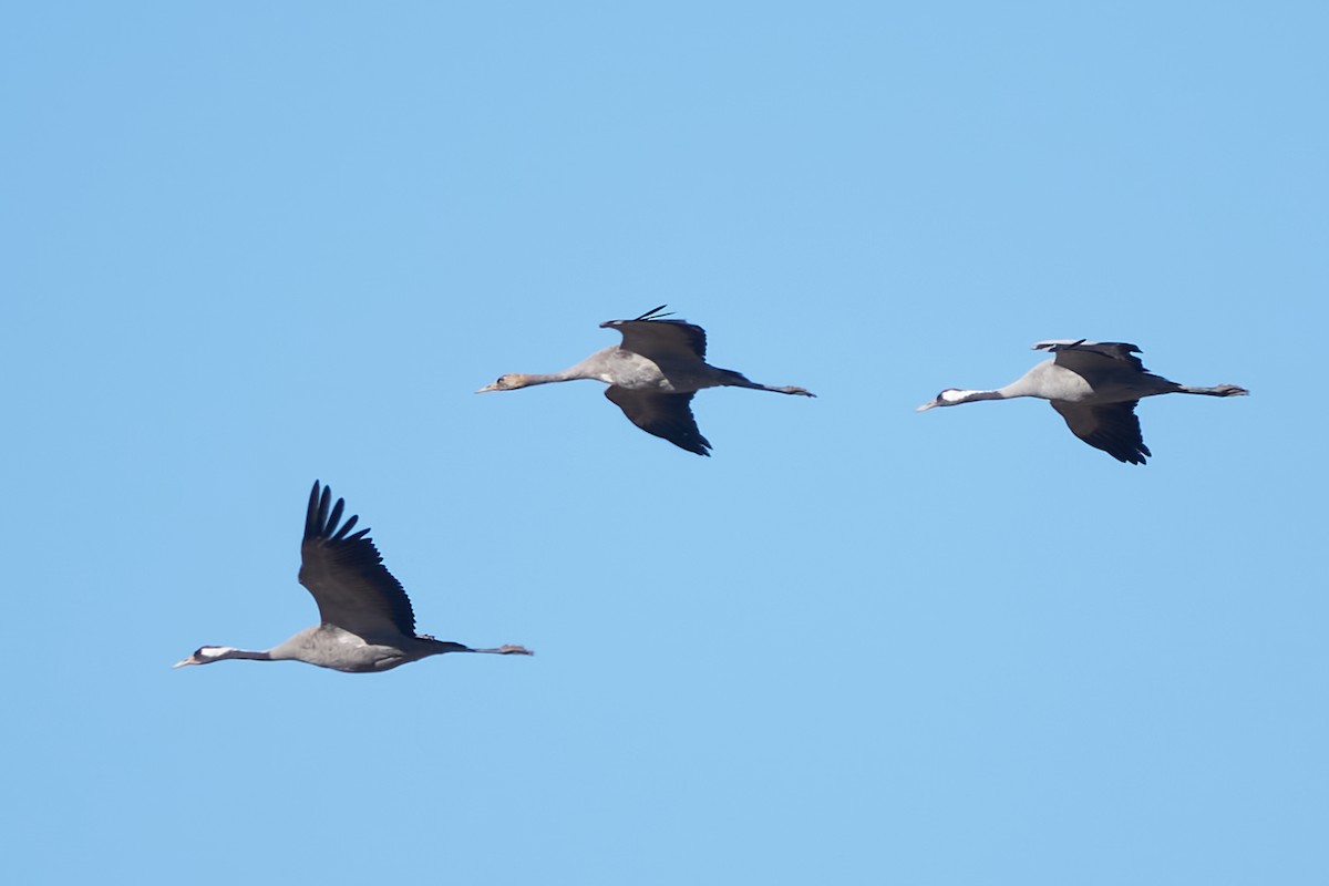 Common Crane - ML613045875