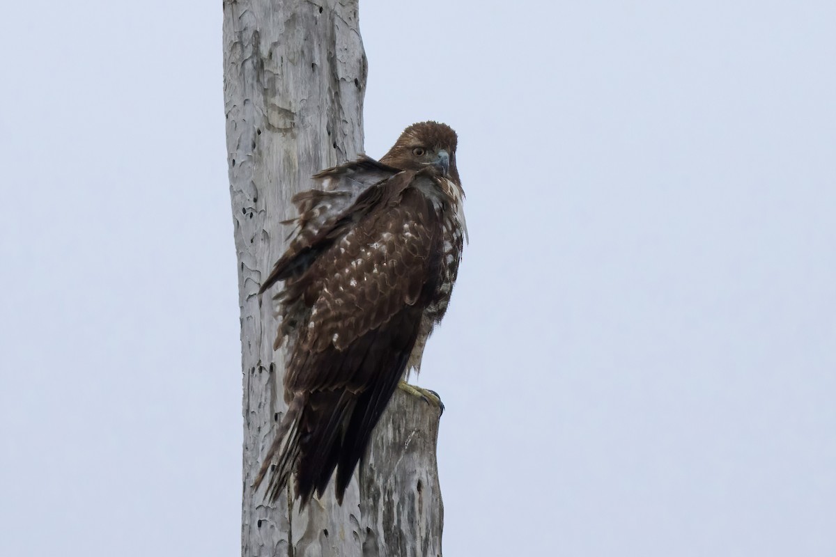 Red-tailed Hawk - ML613045910