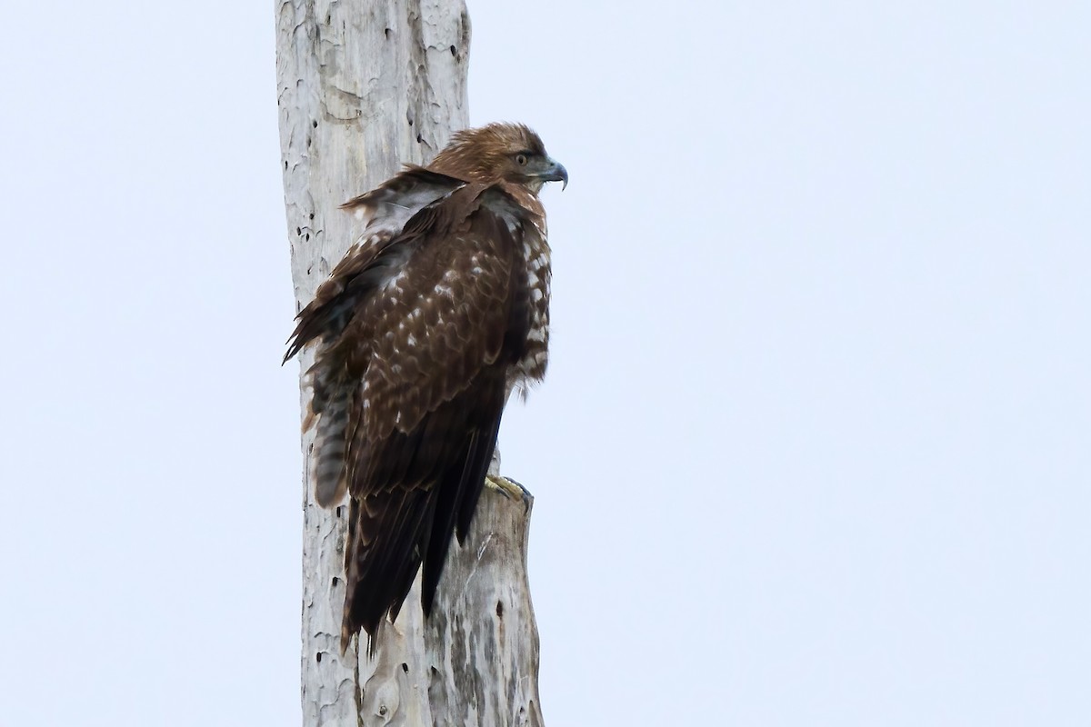 Red-tailed Hawk - ML613045911