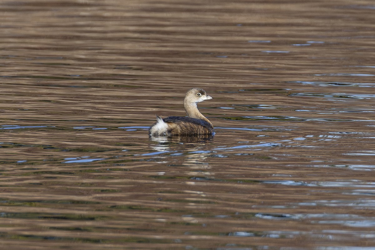 Pied-billed Grebe - ML613045926