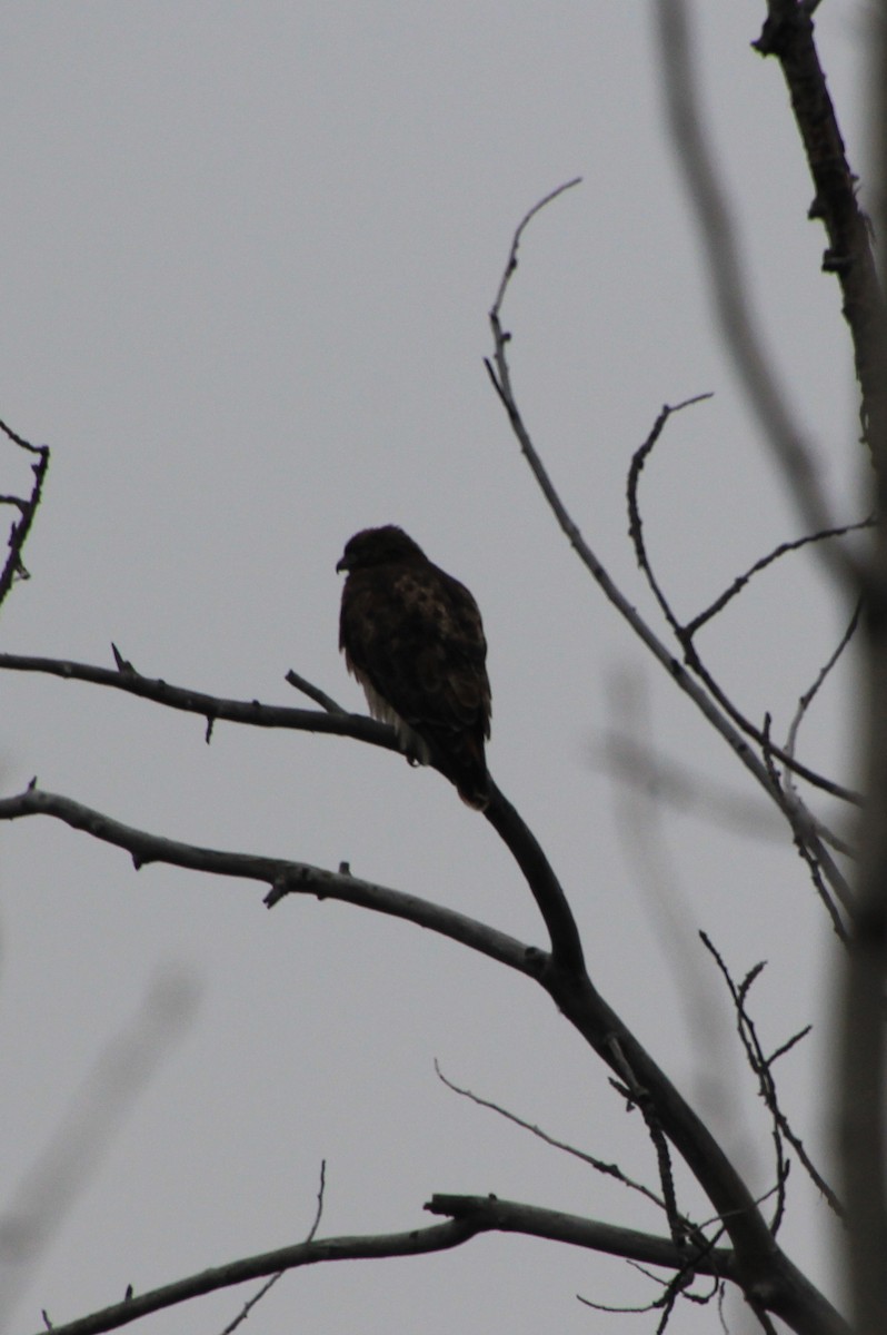Red-tailed Hawk - ML613045934