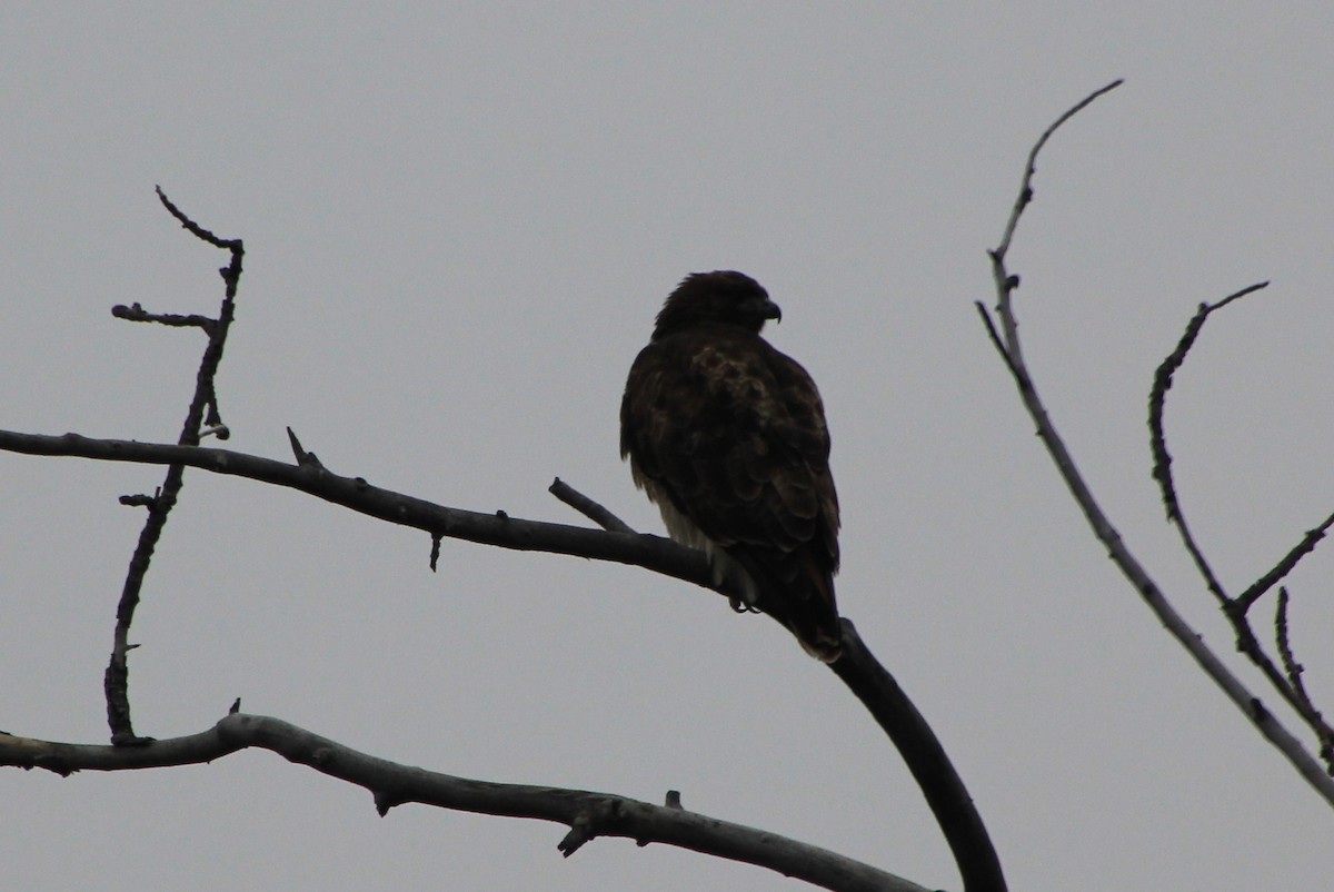 Red-tailed Hawk - ML613045935